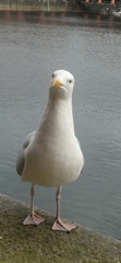 Larus argentatus