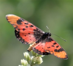 Acraea acara acara