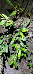 Ficus pumila awkeotsang