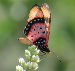 Acraea acara acara