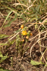 Alectra orobanchoides