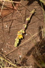 Alectra orobanchoides