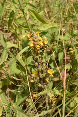 Alectra orobanchoides