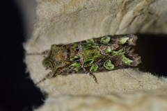 Ichneutica chlorodonta