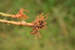 Alectra orobanchoides