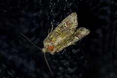 Ichneutica chlorodonta