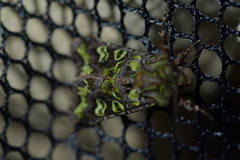 Ichneutica chlorodonta