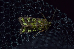 Ichneutica chlorodonta