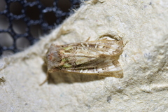 Ichneutica chlorodonta