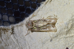 Ichneutica chlorodonta