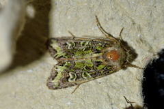 Ichneutica chlorodonta