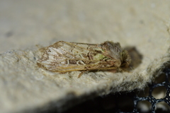 Ichneutica chlorodonta