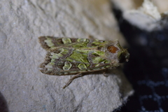 Ichneutica chlorodonta