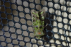 Ichneutica chlorodonta