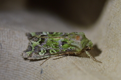 Ichneutica chlorodonta