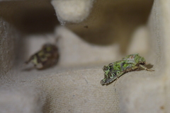 Ichneutica chlorodonta