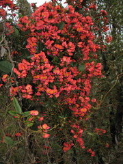 Kennedia coccinea