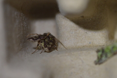 Ichneutica chlorodonta