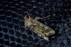 Ichneutica chlorodonta