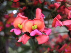 Kennedia coccinea