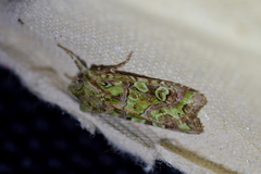 Ichneutica chlorodonta