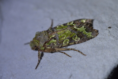 Ichneutica chlorodonta