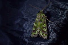 Ichneutica chlorodonta