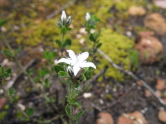 Orianthera serpyllifolia