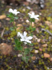 Orianthera serpyllifolia
