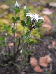 Orianthera serpyllifolia