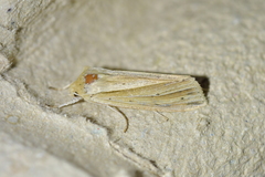 Ichneutica sulcana