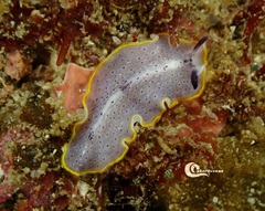Prostheceraeus moseleyi