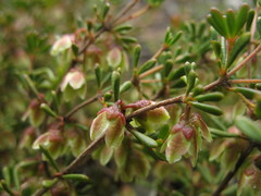 Boronia crassifolia