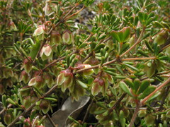 Boronia crassifolia