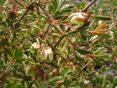 Boronia crassifolia