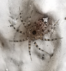 Oecobius navus