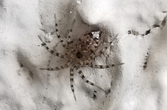 Oecobius navus