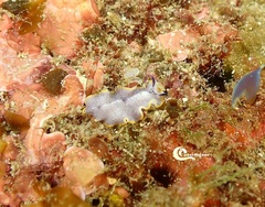 Prostheceraeus moseleyi