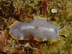 Prostheceraeus moseleyi