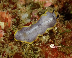 Prostheceraeus moseleyi