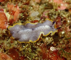 Prostheceraeus moseleyi