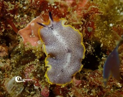Prostheceraeus moseleyi