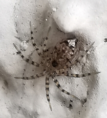 Oecobius navus
