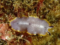 Prostheceraeus moseleyi
