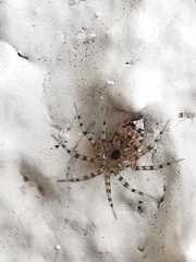Oecobius navus