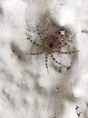 Oecobius navus