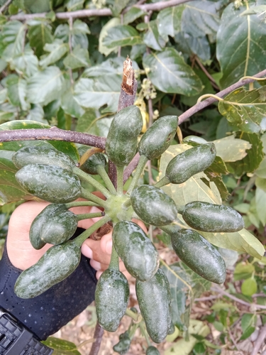 Cananga odorata