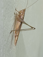 Conocephalus maculatus