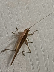 Conocephalus maculatus