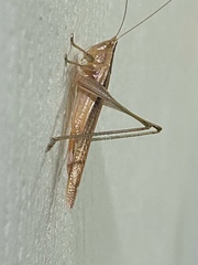 Conocephalus maculatus